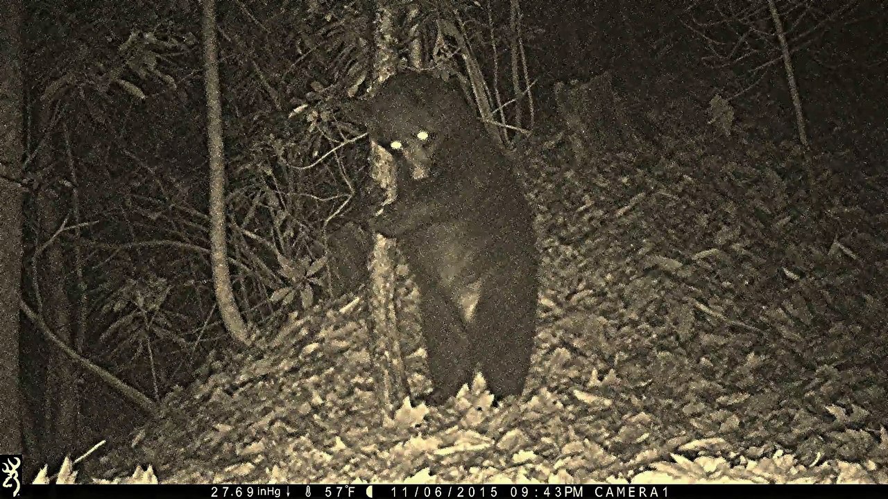 Dancer the Black Bear returns.