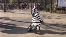 Zookeepers conduct escaped zebra emergency drill in Tokyo