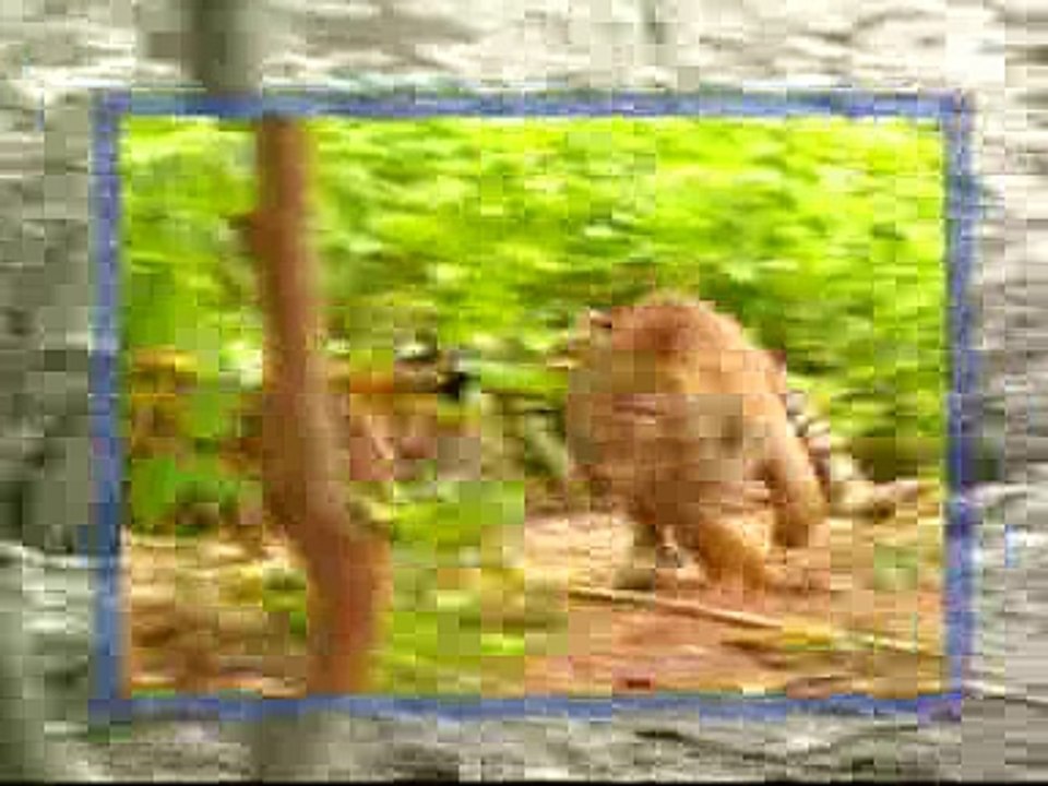 Monkey with a deathwish