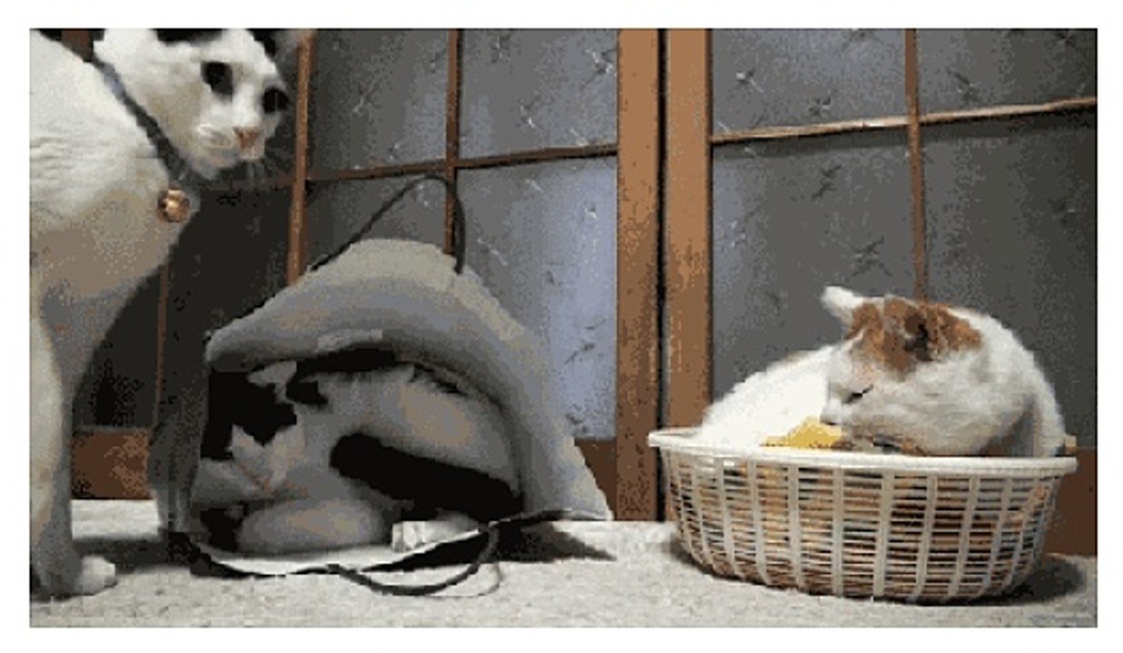 GIF1
