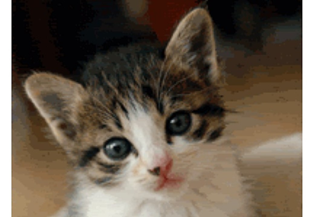 GIF6