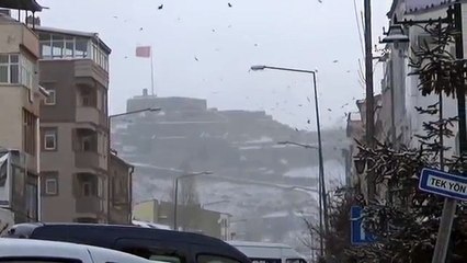 Karga ile güvercinin yemek kavgası