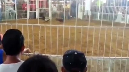 Sabong Derby 2015 | Blow By Blow