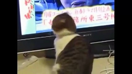 Super funny compilation of the best and funniest internet videos of cats (1024p FULL HD)