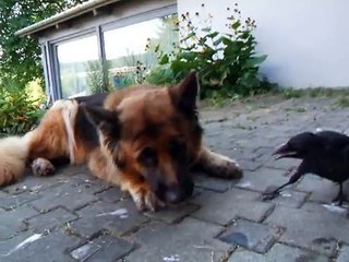 Dog and bird playing together