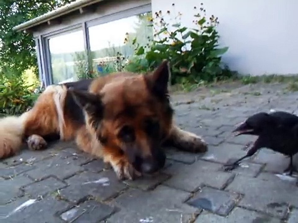 Dog and bird playing together
