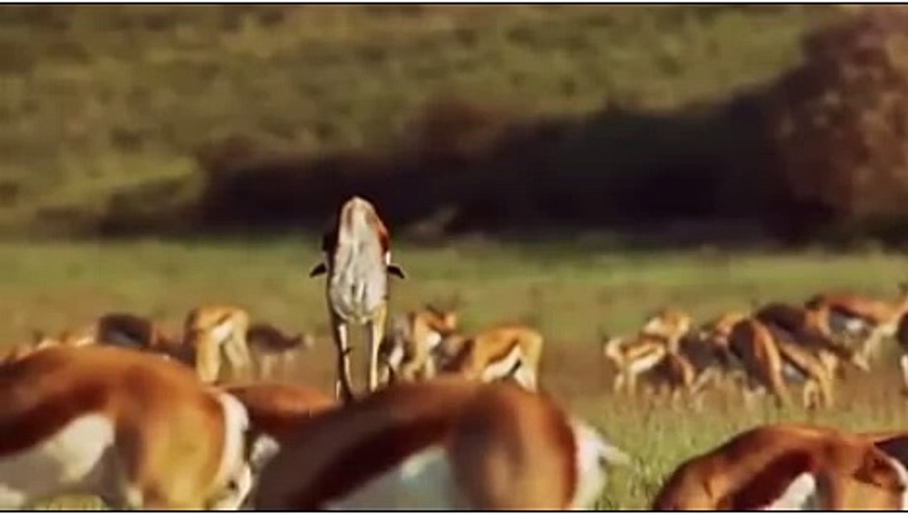 Amazing Animal