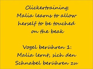 Clickertraining: Malia learns to be touched on her beak