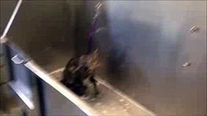 Mr. Cat SPEAKS English ...and hates getting a shower!