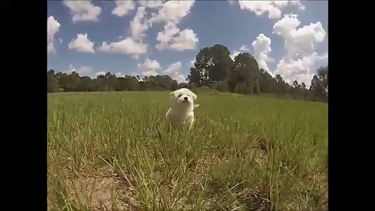 Meet Bucky the Bichon Frise for sale in Florida - Tampa - Miami - Sarasota - Orlando