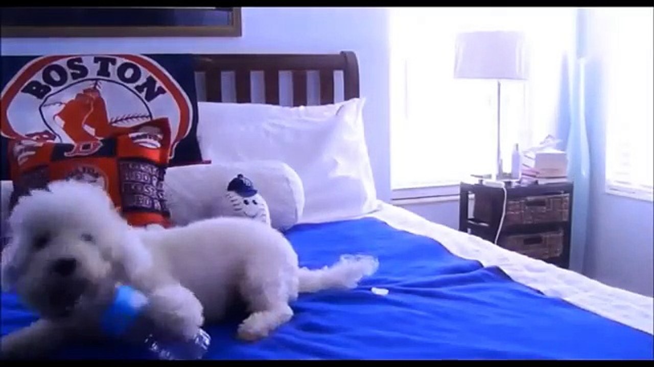 Bichon Frise Dog Review