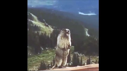 Красная Шапочка и Сурок запели дуэтом продолжение