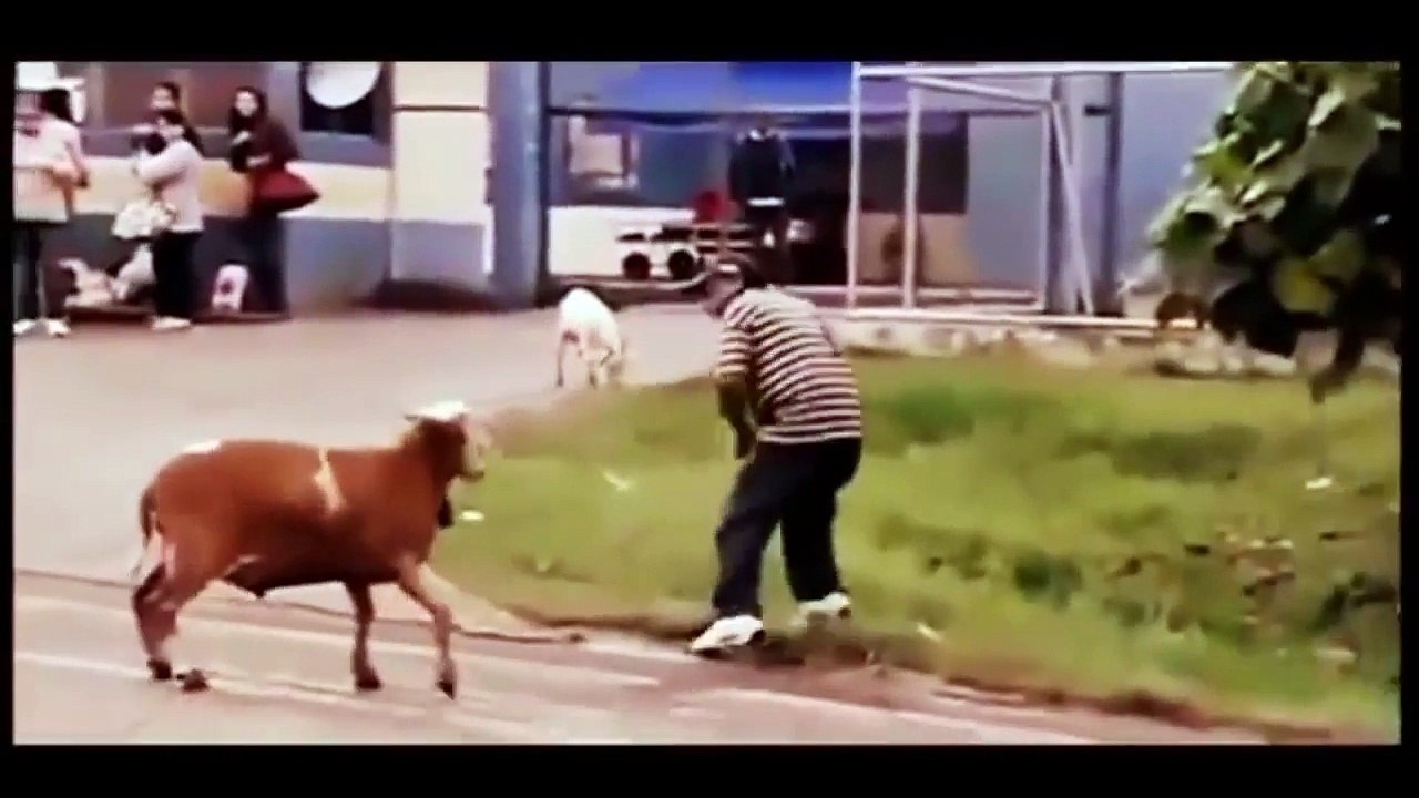 pakistani funny clips   funny video   Pakistani Funny Clips پاکستانی بکرے کے کمال