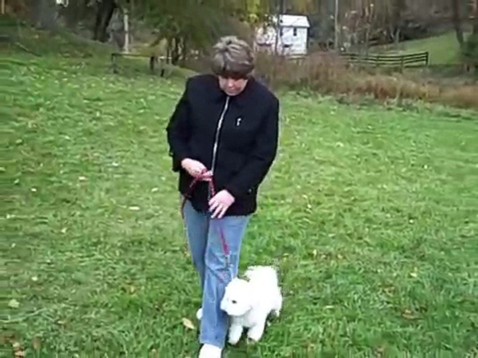 Dog Training Session 3 Week 3 with  Bichon Frise The "Lost Tapes"