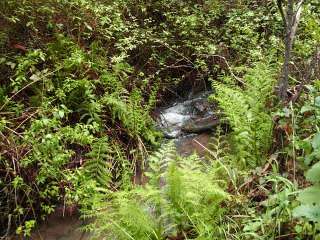 Coastside Detectives Armando's Gold