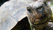 GIANT TORTOISE & TURTLES [Wildlife Nature Documentary HD] mating