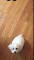 Puppy tricks: Loula the 12 week old Bichon Frise showcases her basic tricks.