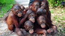 Orangutans Transported in Wheelbarrows