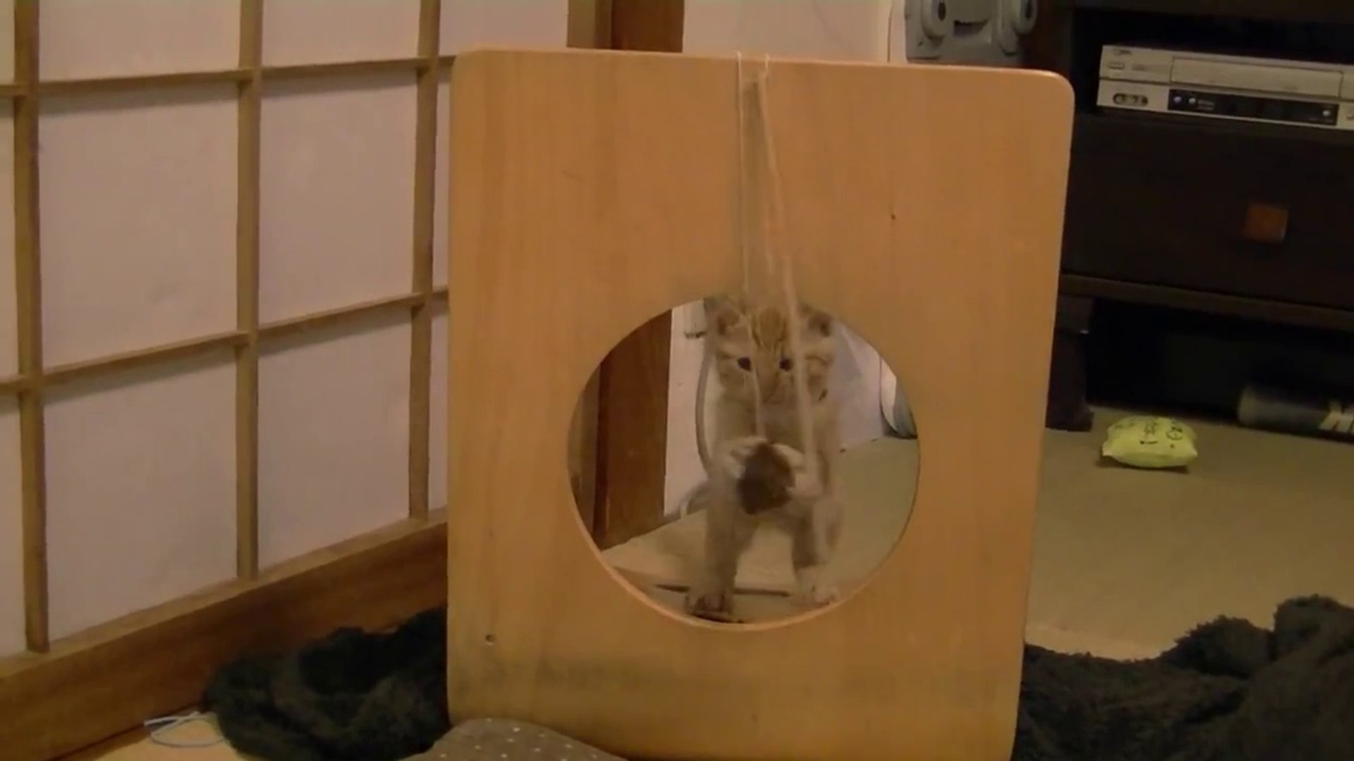 Funny Funny Animals