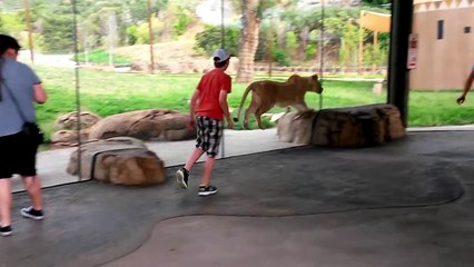 Playing with Lions in Zoo