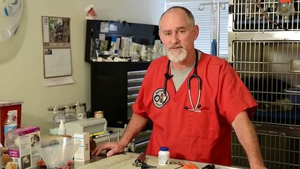 How to Get Rid of Hives on Puppies : Pet Behavior