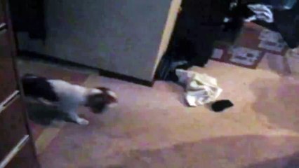 Clever Dog Sets Trap For His Puppy Pal