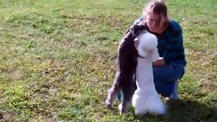 Teapup Presents  "Gucci" Male Bichon Frise