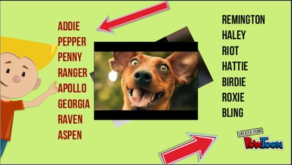 Mira nombres en ingles para perros