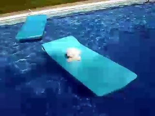 Chloe, a Bichon Frise from France, sunbathing.