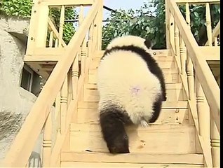 Cute pandas playing on the slide