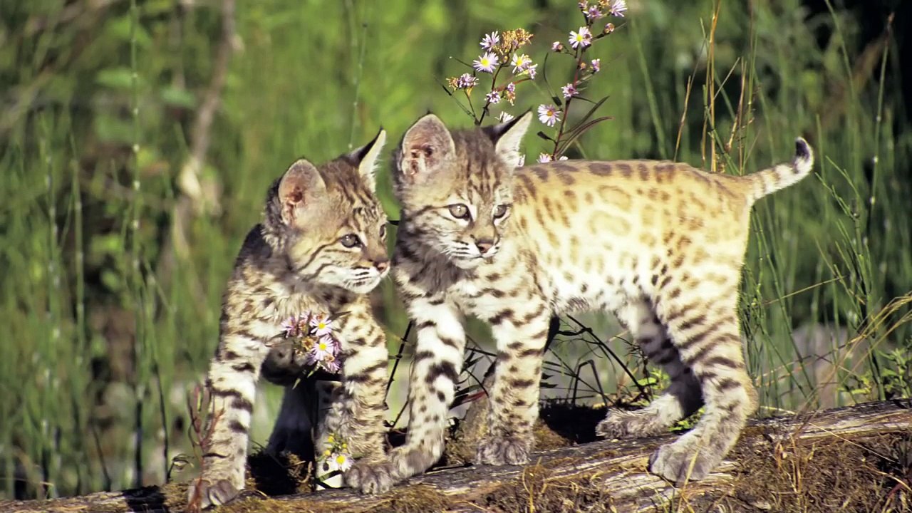 Evolution It's a Thing - Crash Course Biology #20