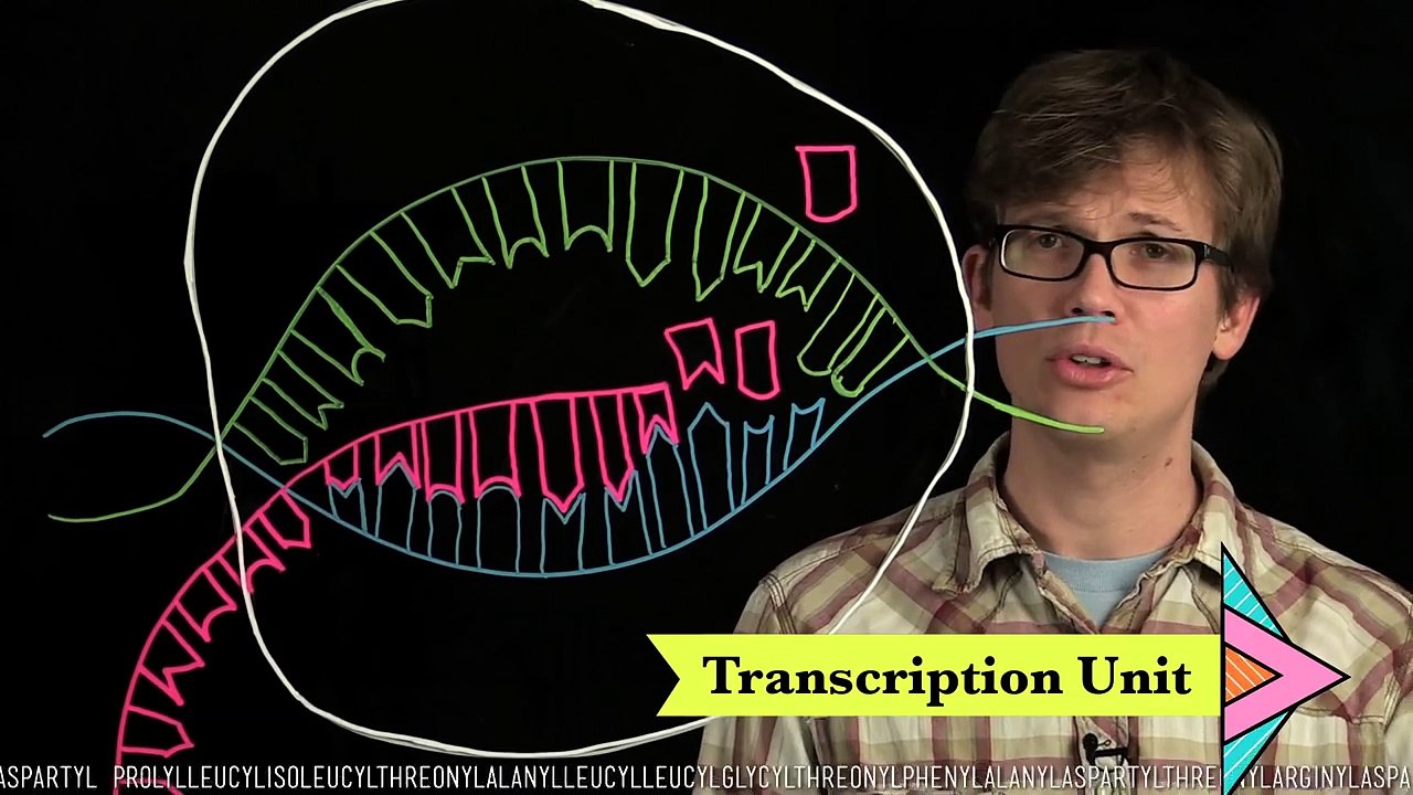 DNA, Hot Pockets, & The Longest Word Ever: Crash Course Biology #11