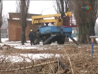 Харцызск избавляется от аварийных деревьев