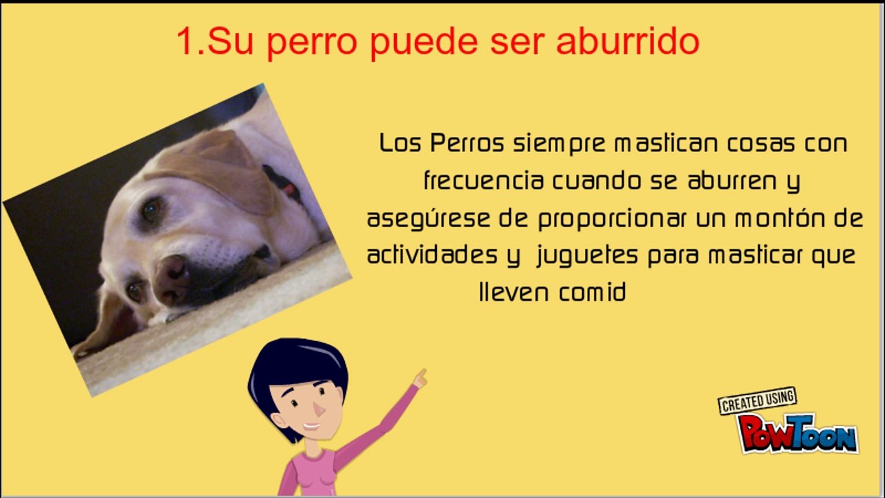 Mira porque los perros comen hierba todo el tiempo