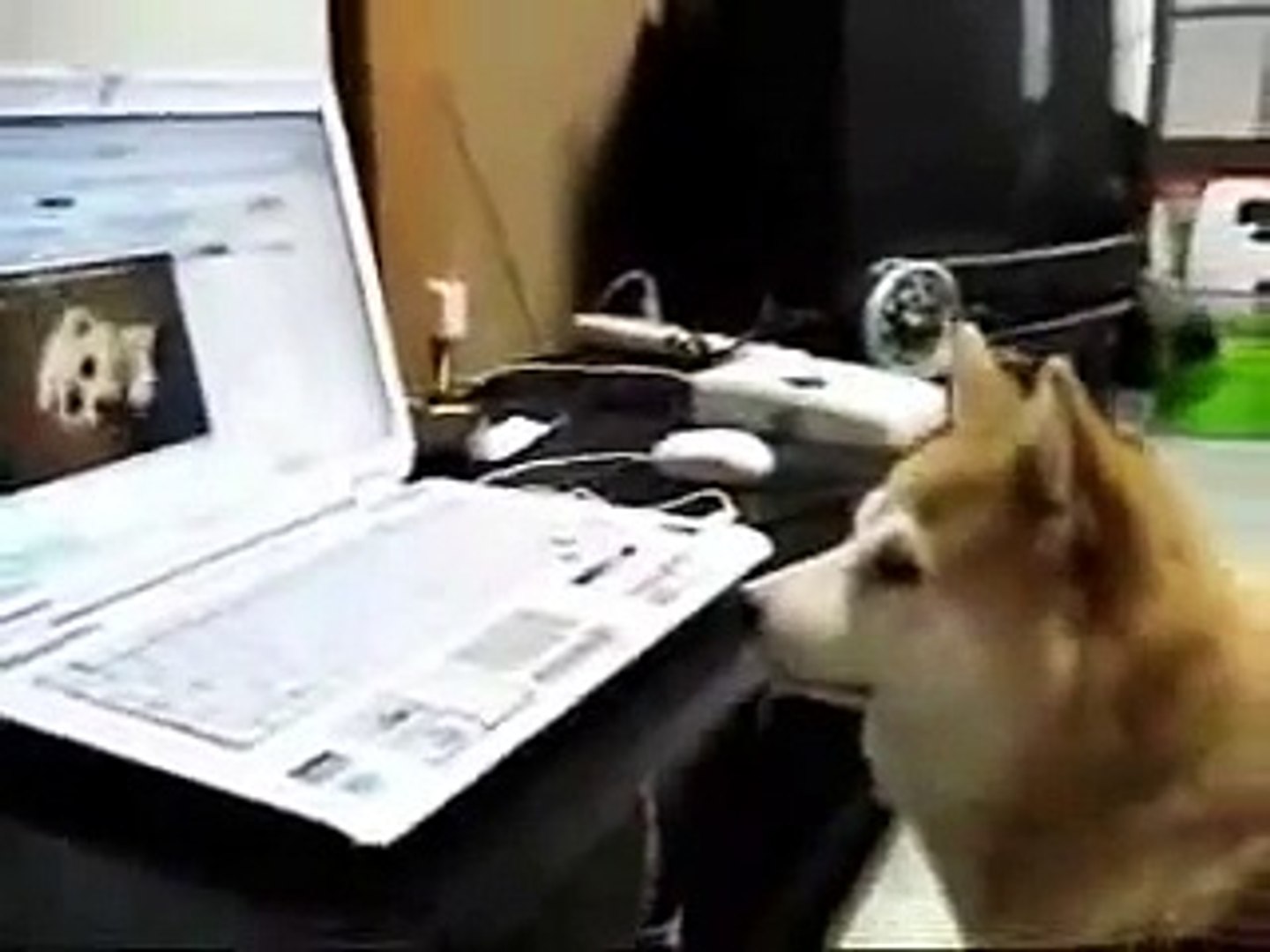 dog watching youtube-funny dog video
