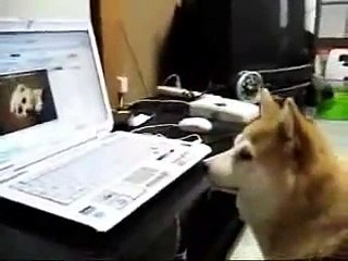 dog watching youtube-funny dog video
