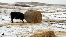 Cows playing with straw bales