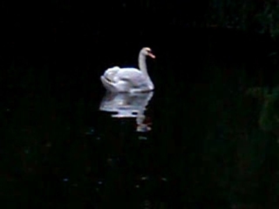 Cygne du lac