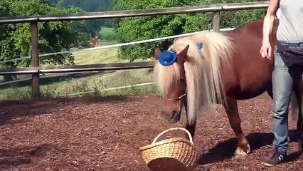 Zirkuslektionen/Clickertraining mit Pferden Lektionen Sissi Teil 4
