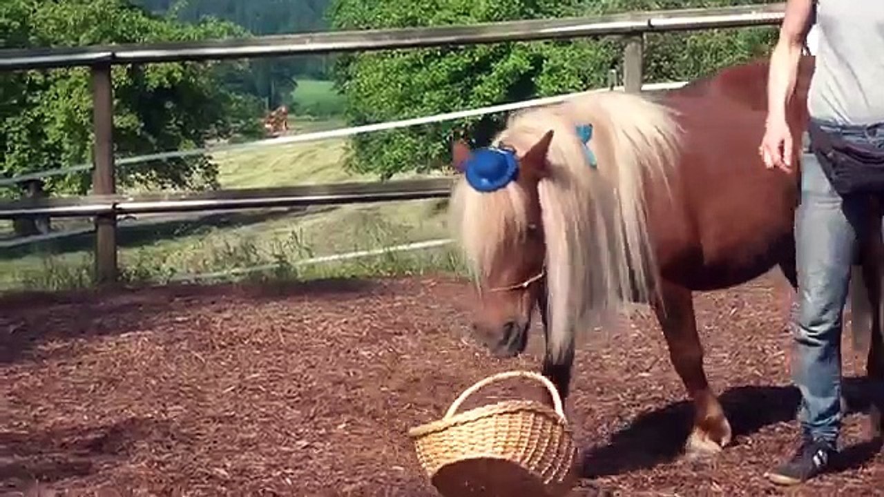 Zirkuslektionen/Clickertraining mit Pferden Lektionen Sissi Teil 4