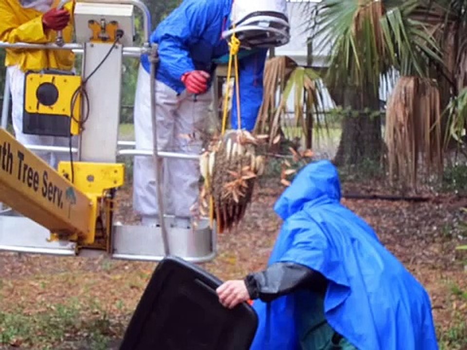 Remove Honey Bees from Homes