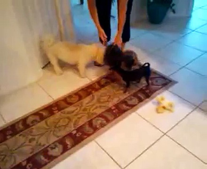 Bichon Frise, Yorkie (Yorkshire Terrier) & Prague Ratter (Prazsky Krysarík) Comparison