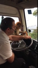 Monkey Steals Bus Driver's Lunch