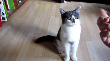 Clickertraining mit Katzen Tutorial: Männchen machen