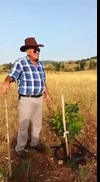 Sivas Ceviz Tarlası Ceviz Fidanı Dikimi Ceviz Yetiştiriciliği Ağaç Bakımı