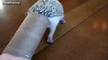 Cute And Funny Hedgehog Videos Compilation