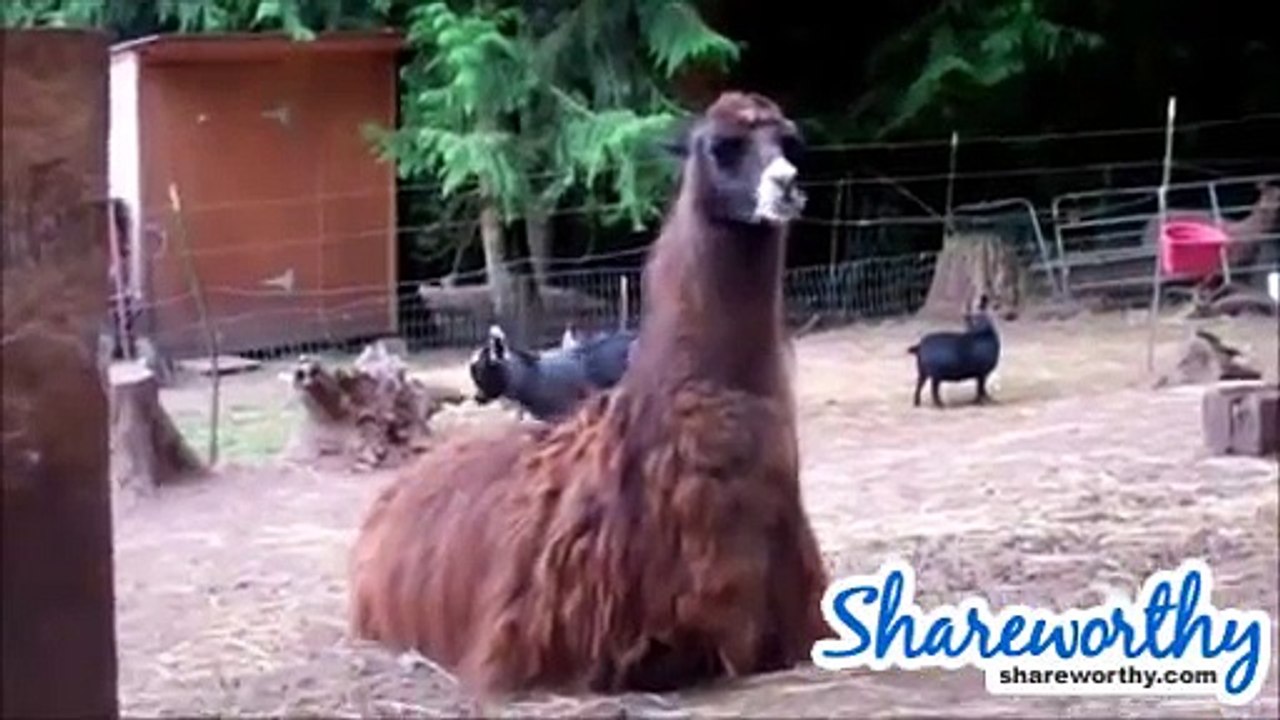 Funny Cute Baby Goats - a Compilation