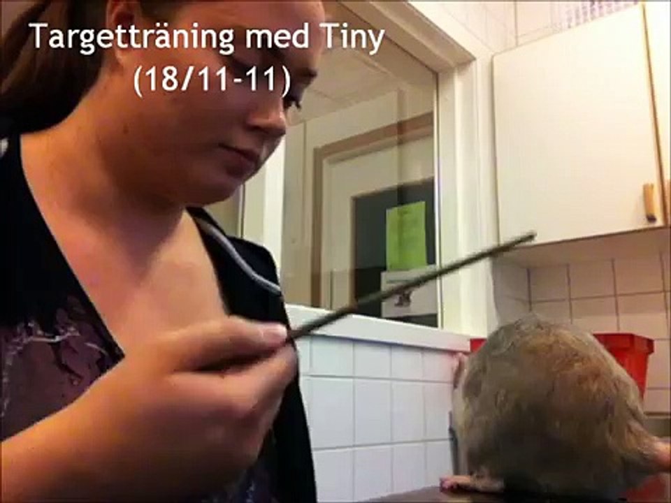Rats: Clickertraining