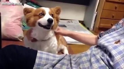 Cute Dogs Petting
