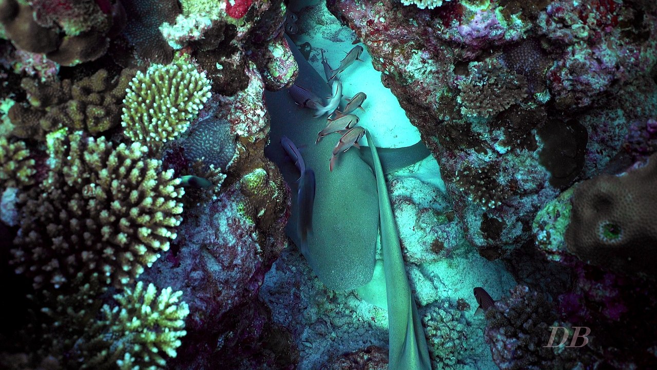 Le requin nourrice fauve (Nebrius ferrugineus) Maldives 2016 Seafari